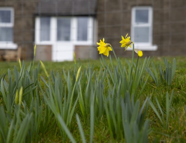 Spring daffodils