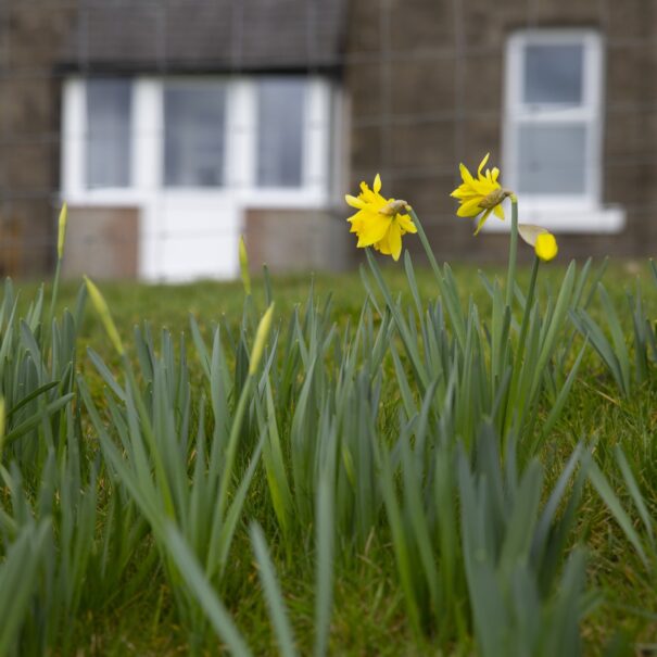 Spring daffodils