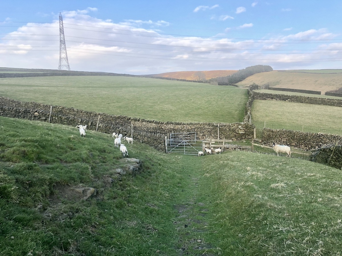 Lambs in field on Peak District walk